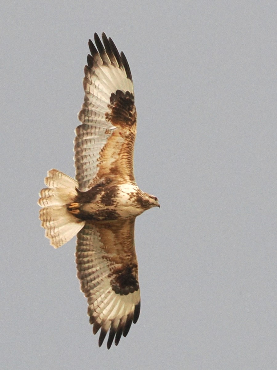 Upland Buzzard - ML638220972