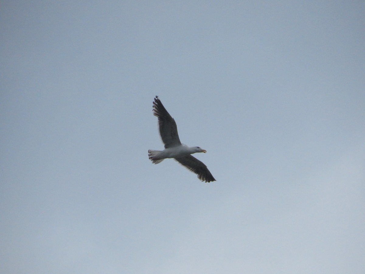 Great Black-backed Gull - ML638220989