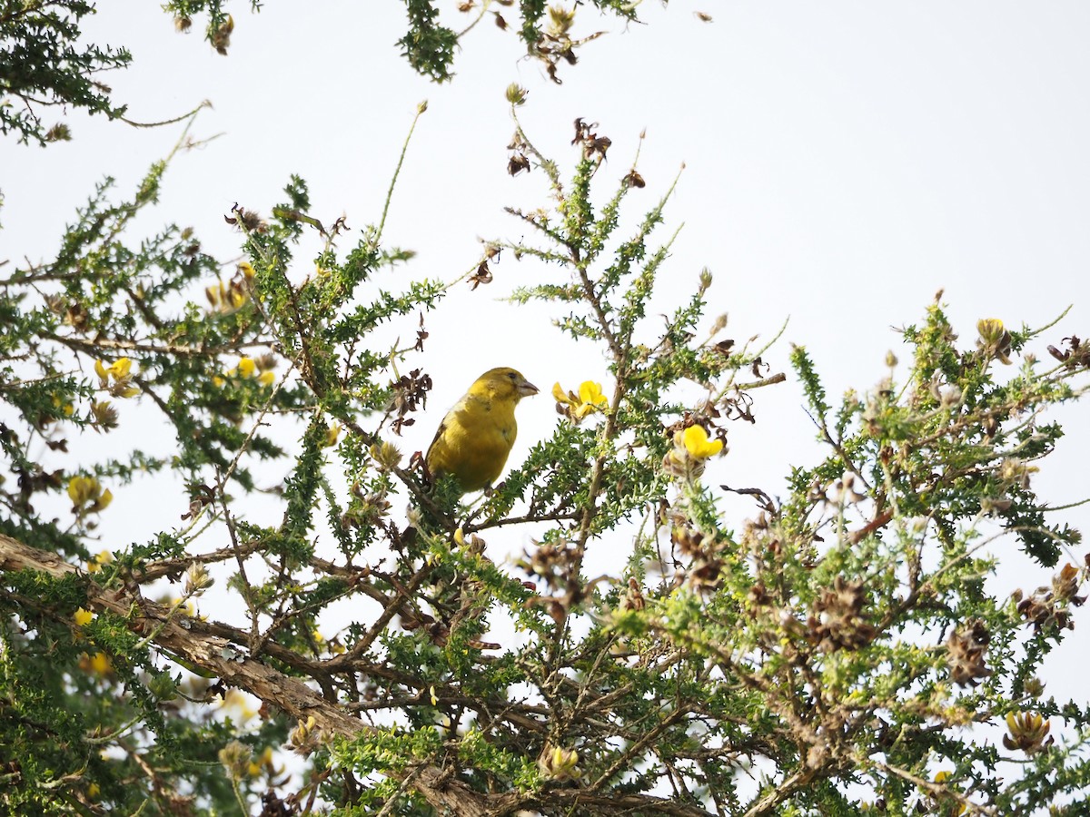 Island Canary - ML638221008