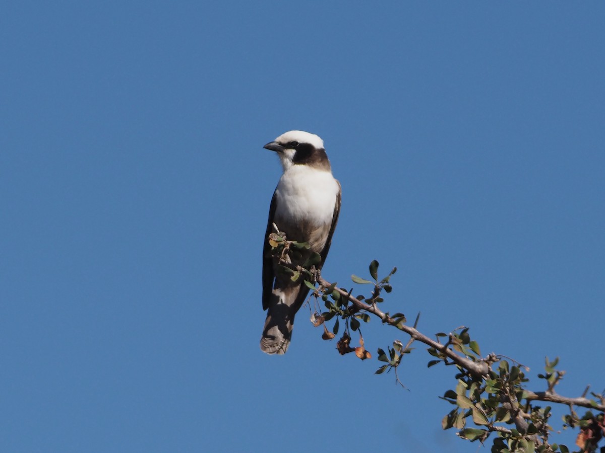 White-crowned Shrike - ML638221012