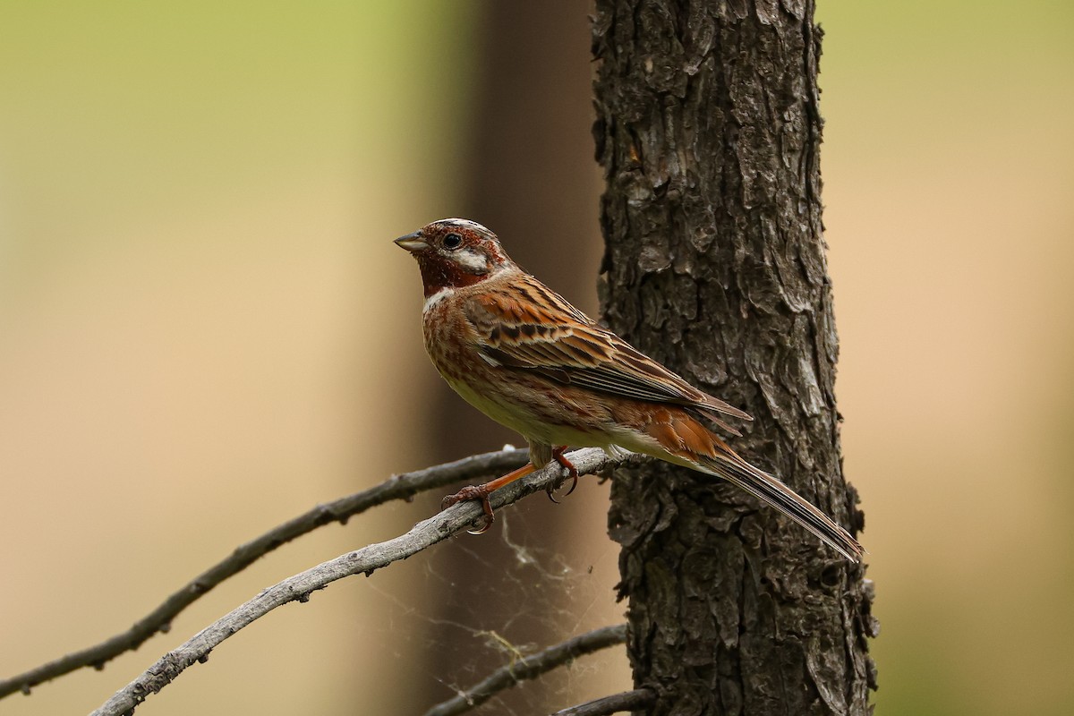 Pine Bunting - ML638221015