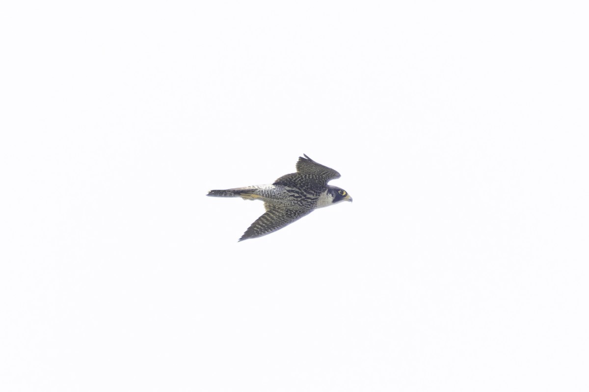 Peregrine Falcon (African) - ML638221022