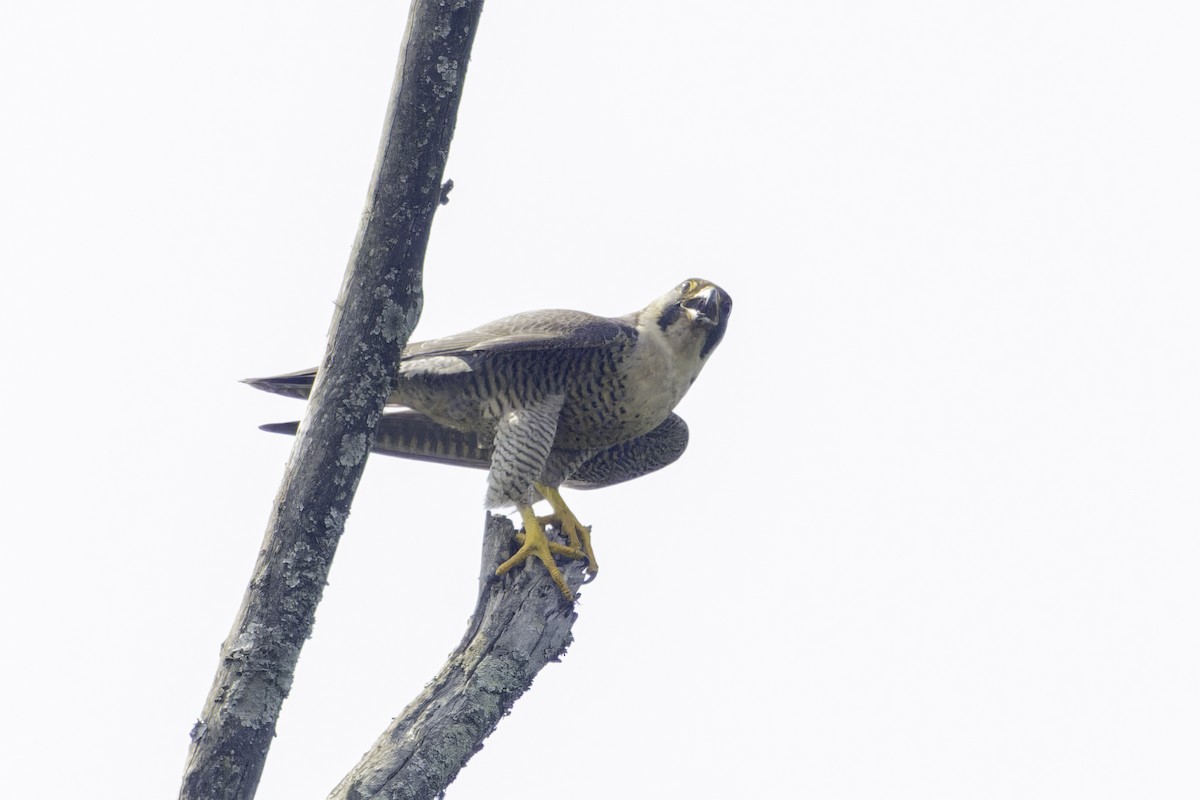 Peregrine Falcon (African) - ML638221023