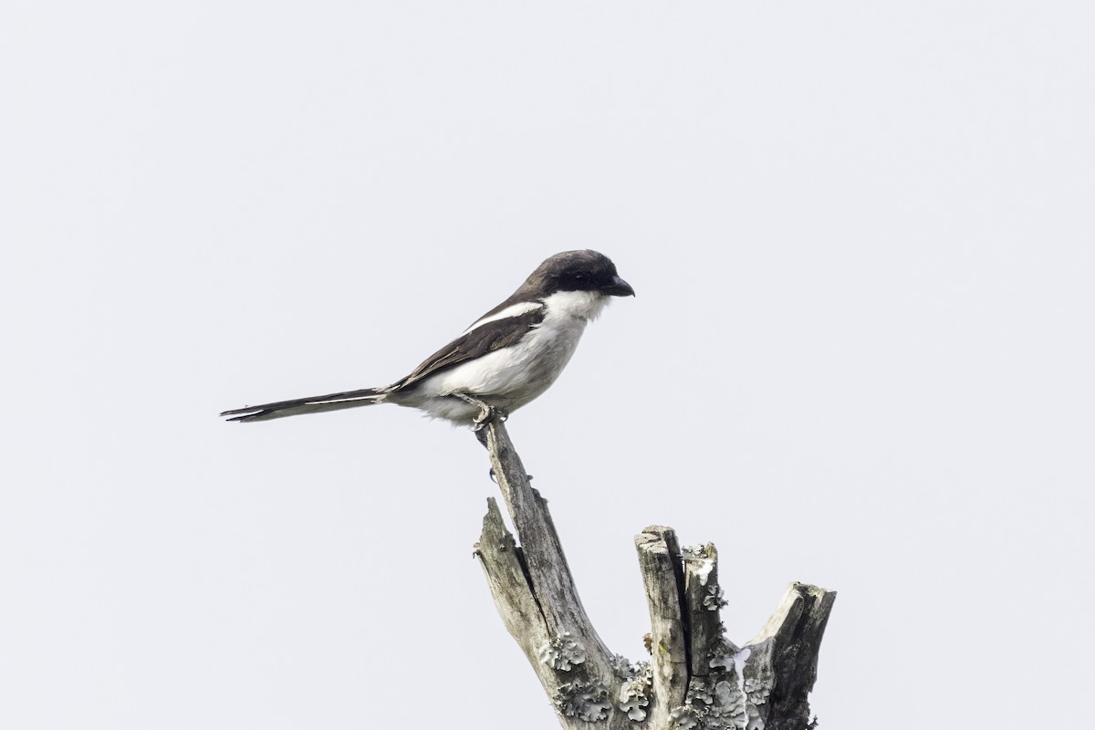 Southern Fiscal - ML638221025