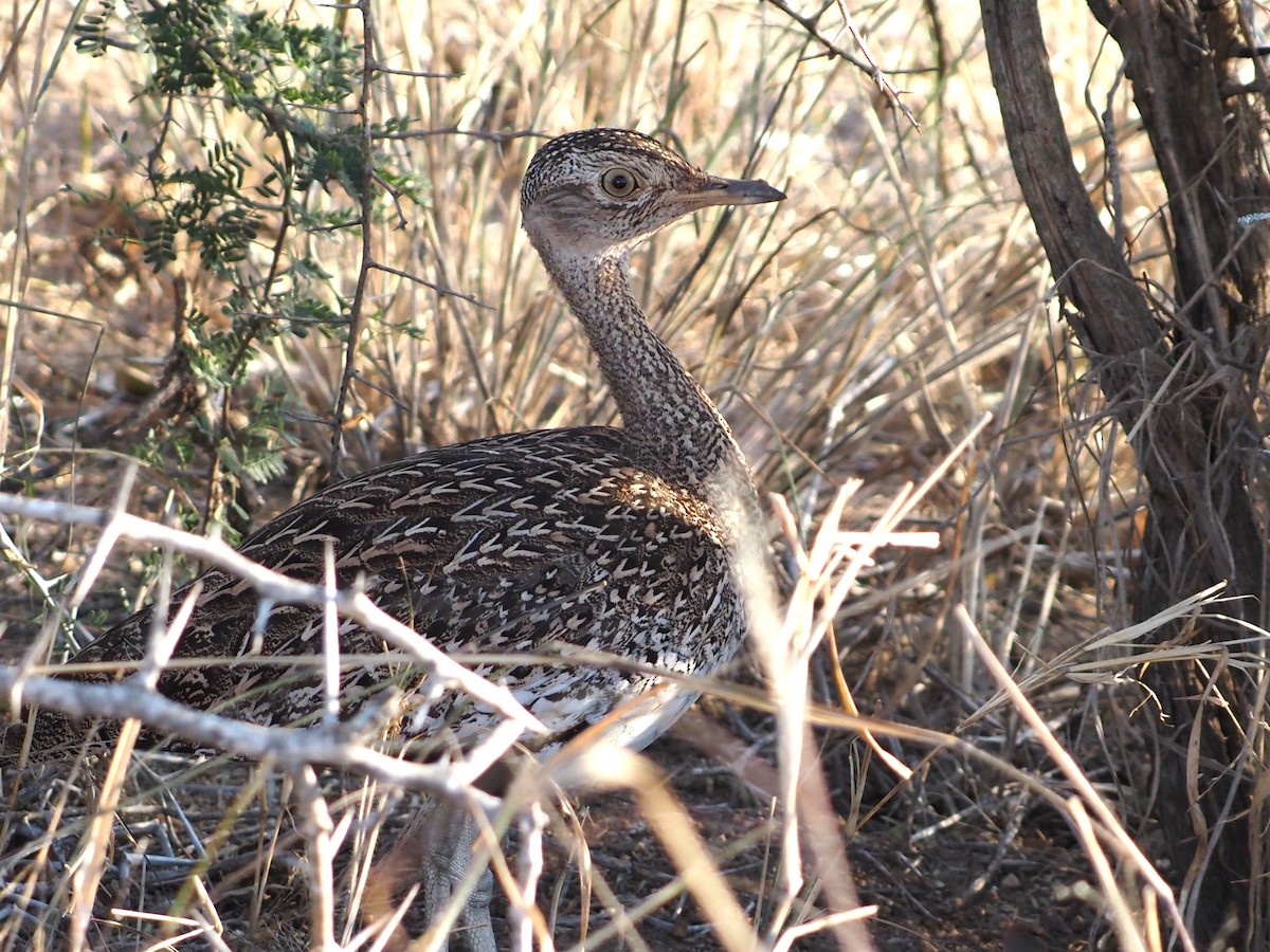 Red-crested Bustard - ML638221047