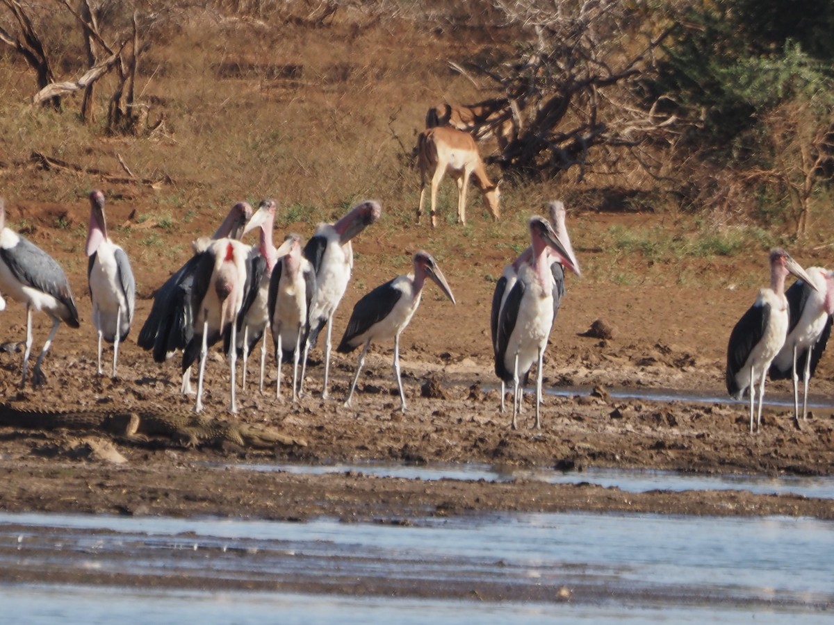 marabu africký - ML638221050
