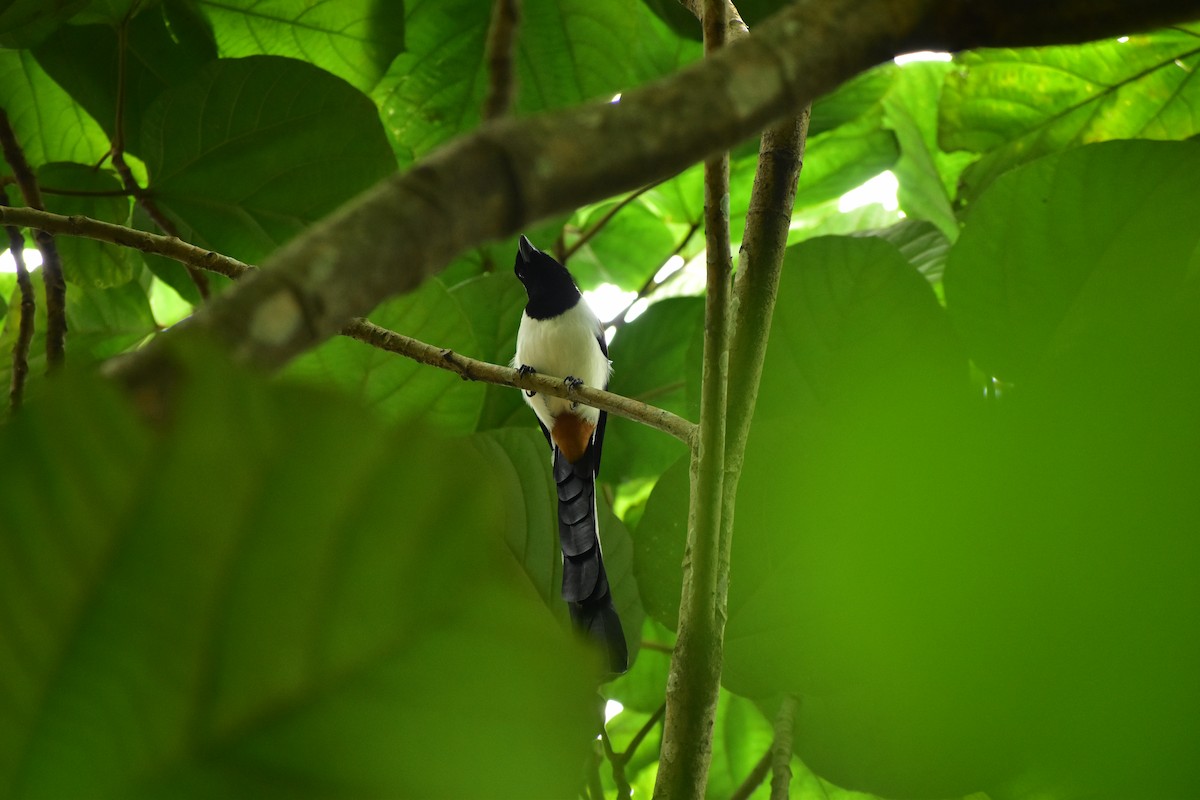 White-bellied Treepie - ML638221069