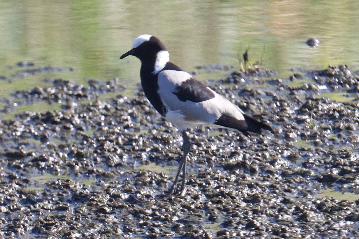 Blacksmith Lapwing - ML638221076
