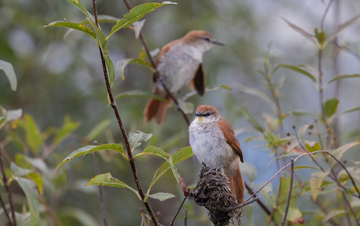 Yellow-chinned Spinetail - ML638221079