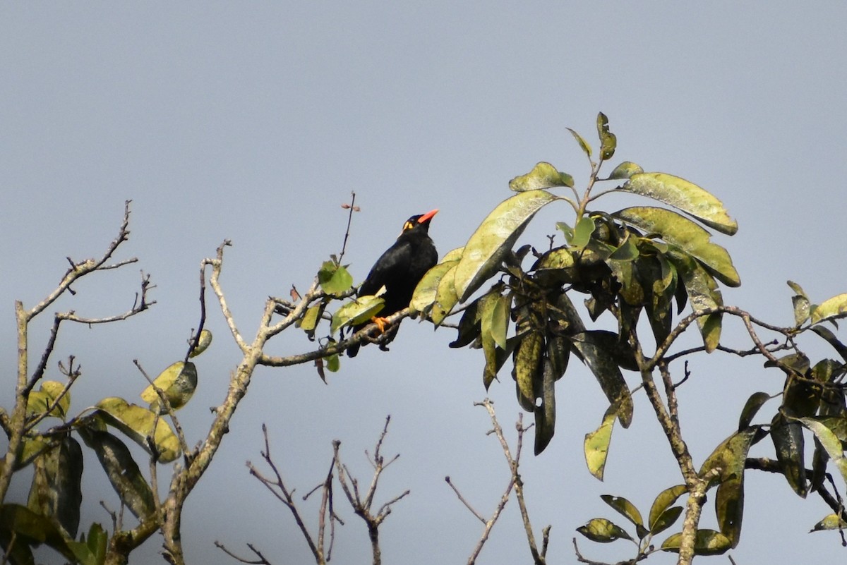 Southern Hill Myna - ML638221082