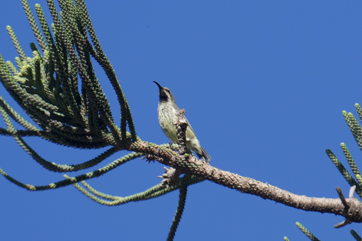 Amethyst Sunbird - ML638221096
