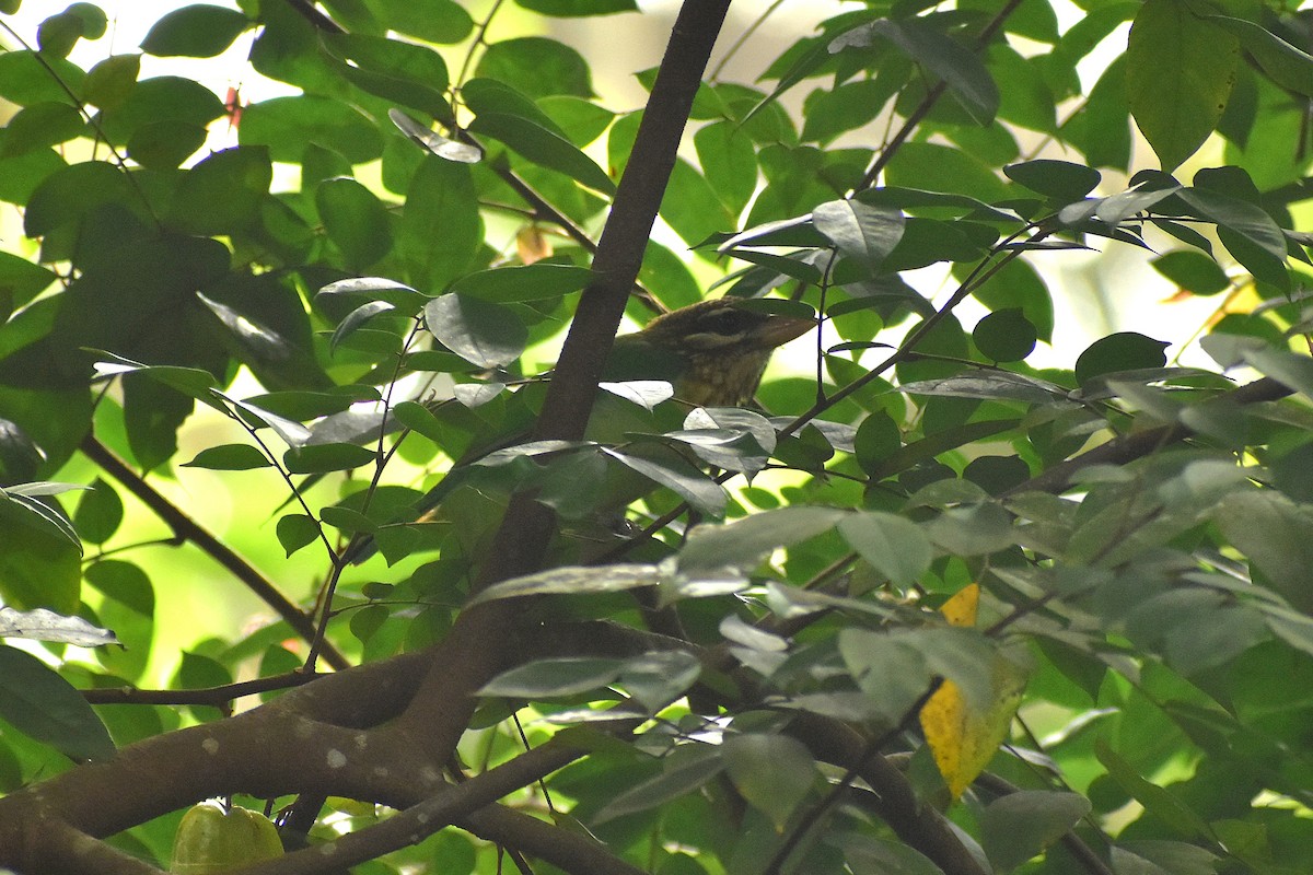 White-cheeked Barbet - ML638221098