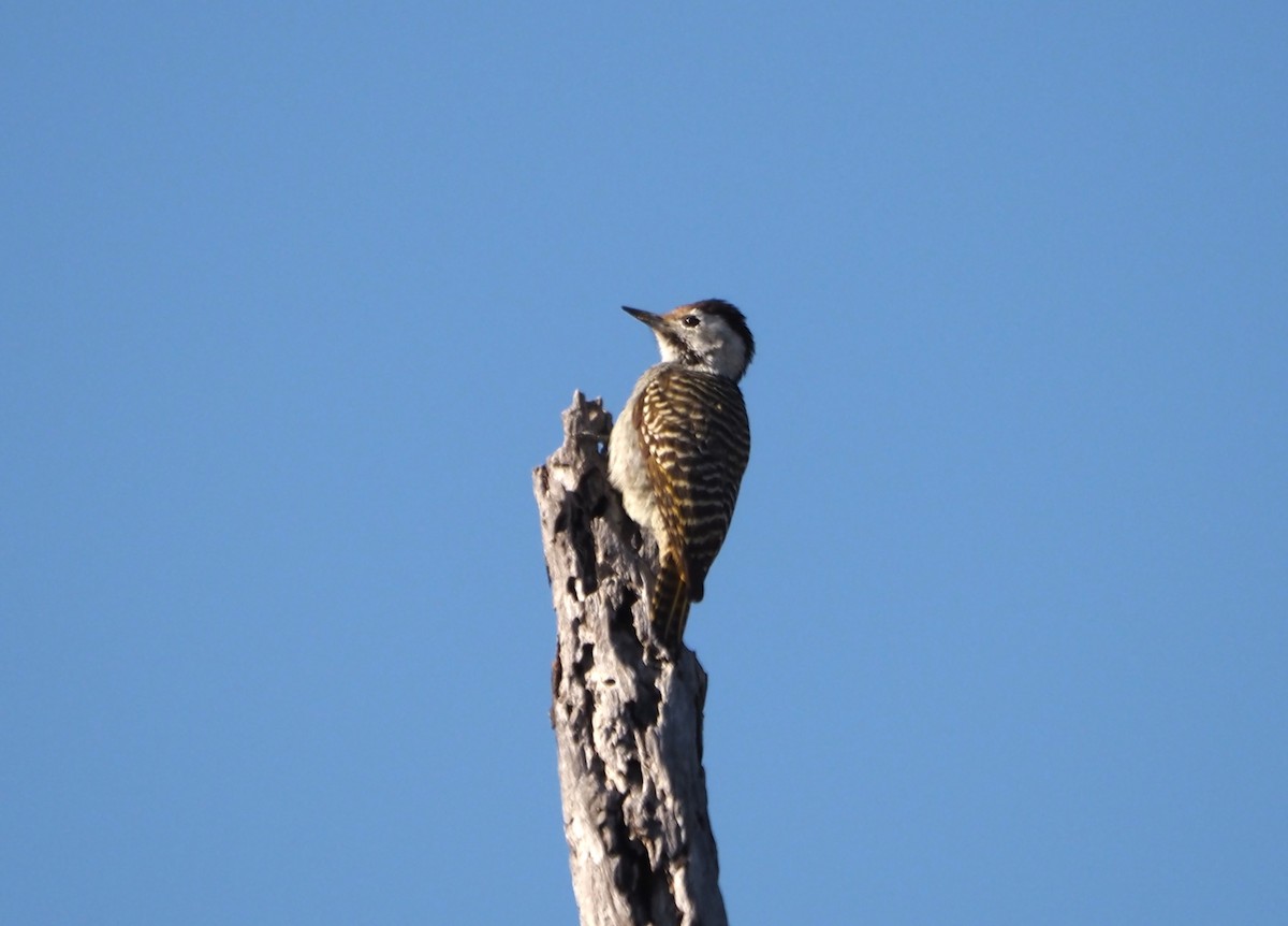 Cardinal Woodpecker - ML638221107