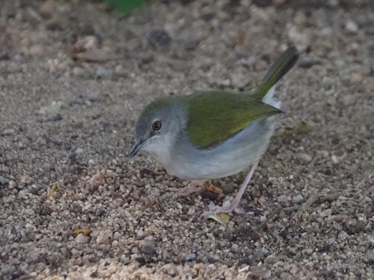 Green-backed Camaroptera - ML638221115