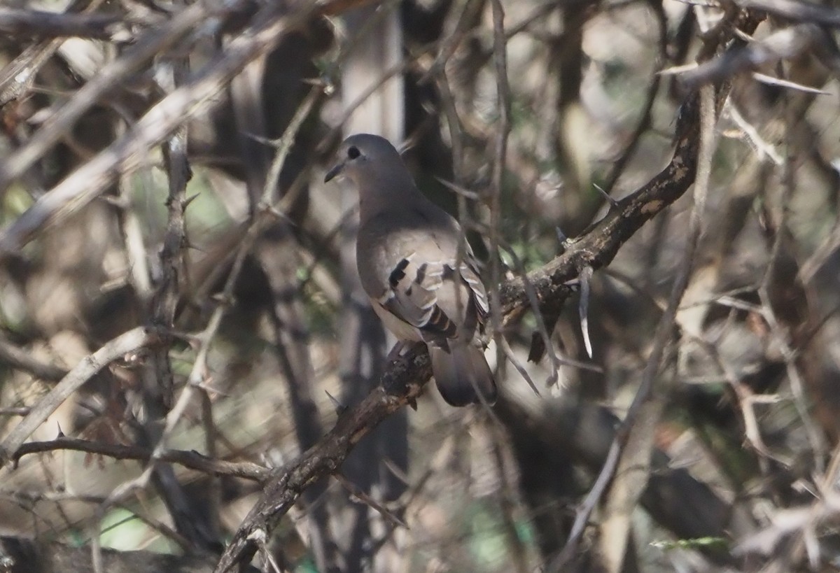 Tambourine Dove - ML638221125