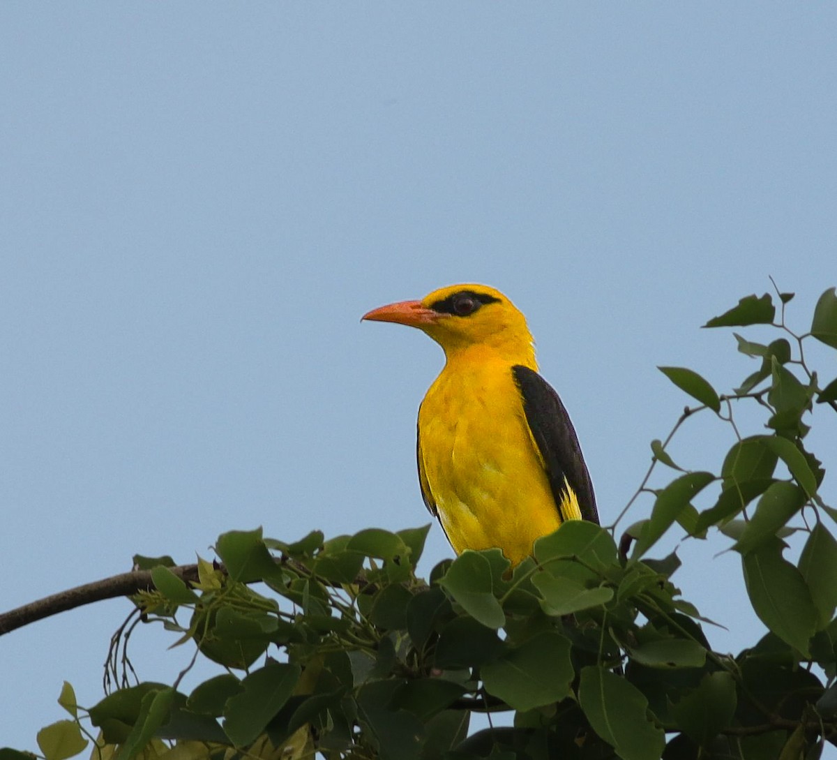Indian Golden Oriole - ML638221129