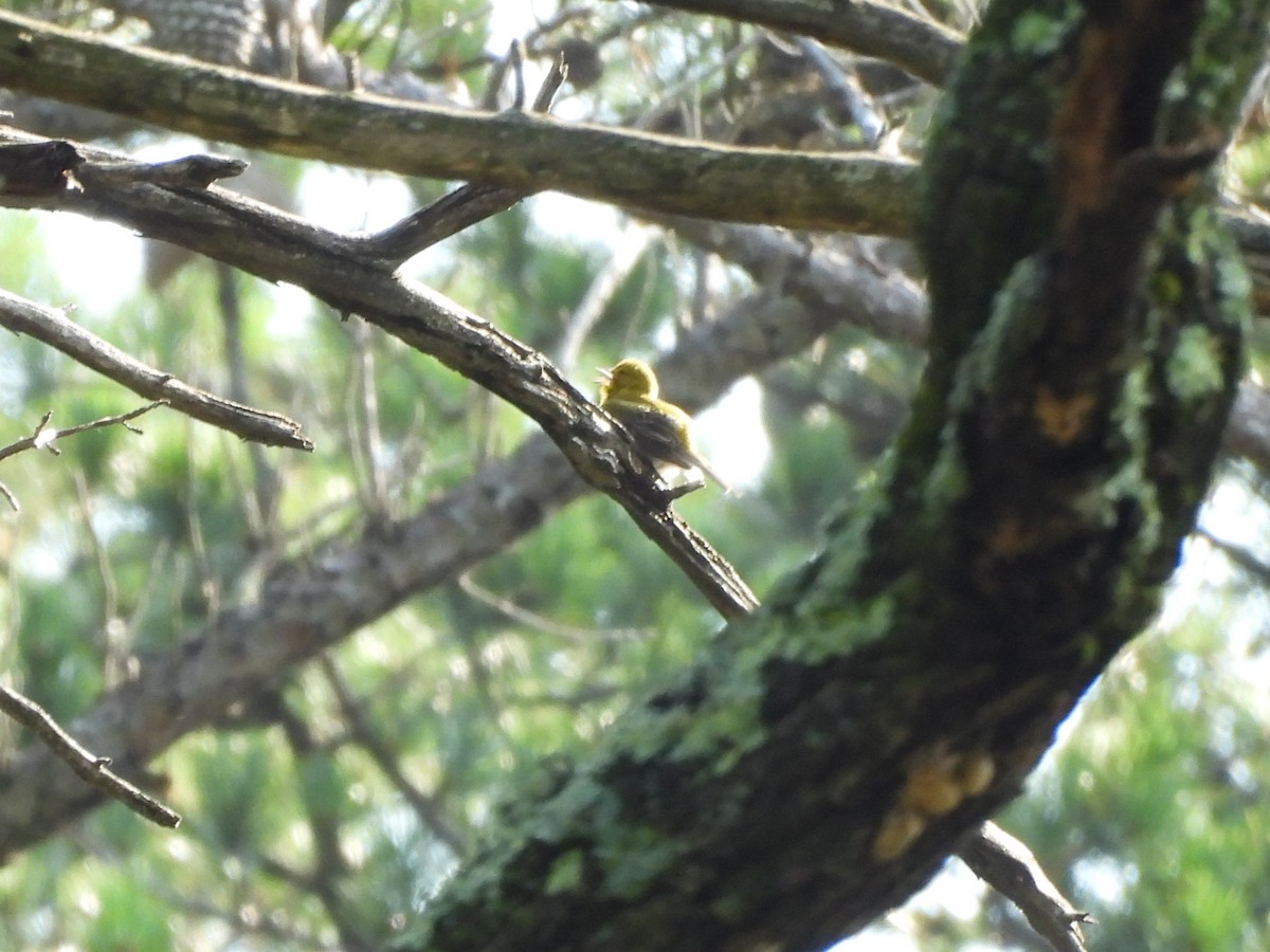 Pine Warbler - ML638221150