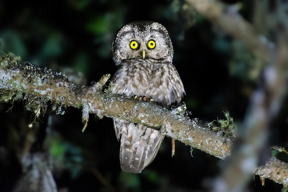 Boreal Owl - ML638221178