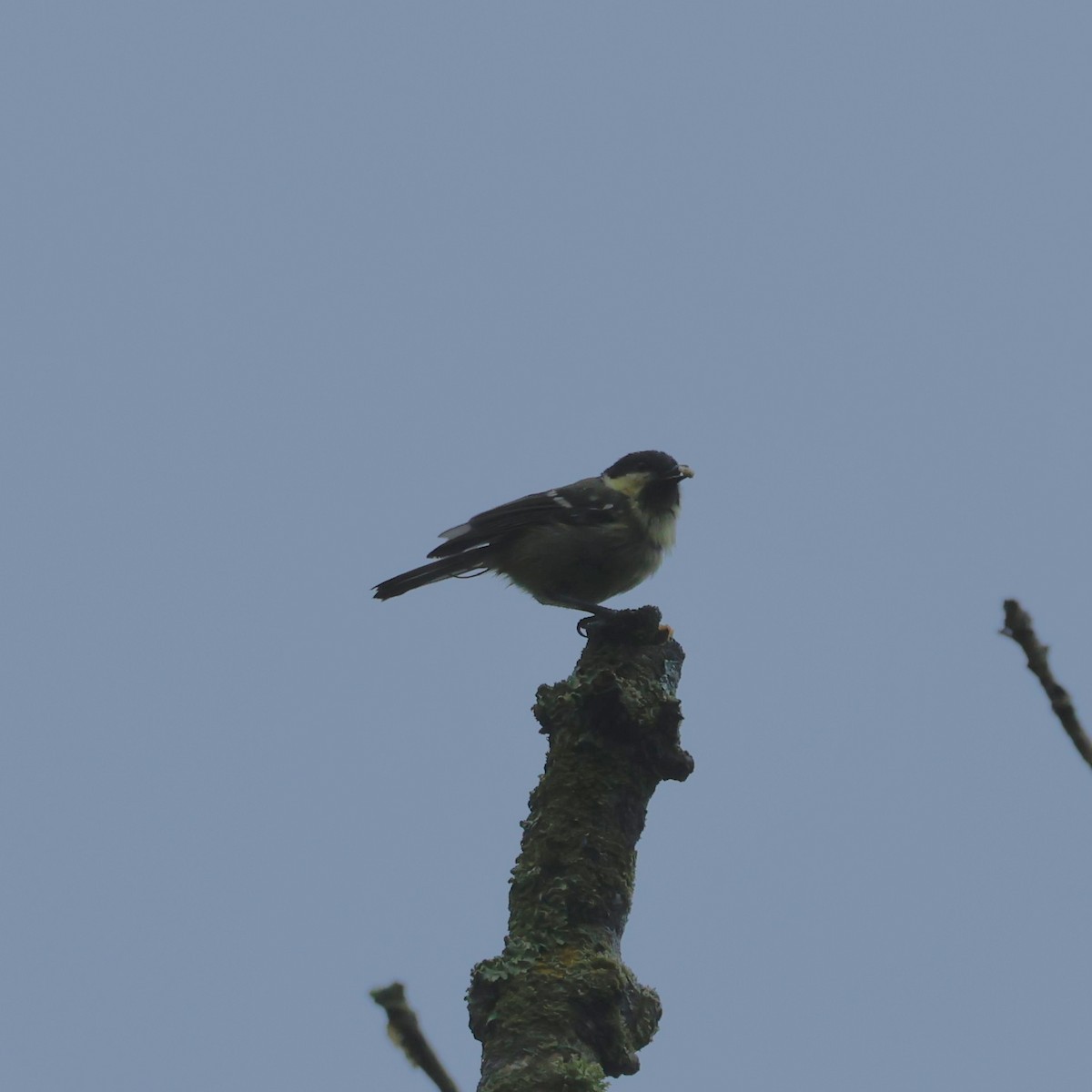 Coal Tit - ML638221197