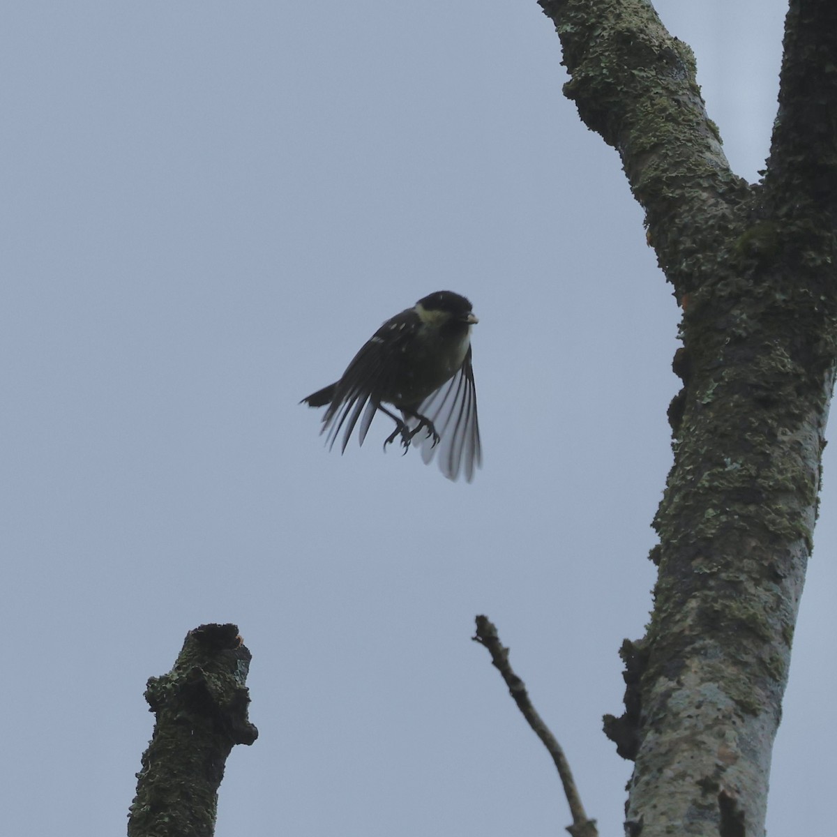 Coal Tit - ML638221202