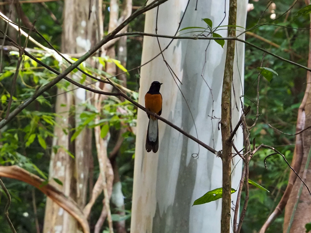 White-rumped Shama - ML638221212