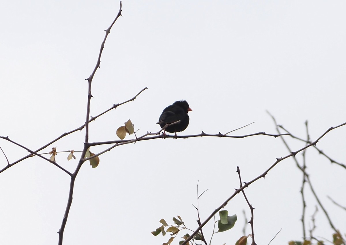 Village Indigobird - ML638221213