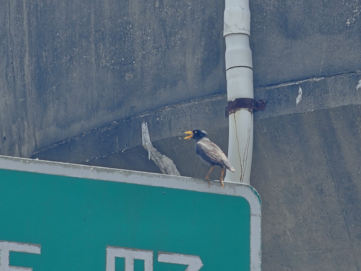 Javan Myna - ML638221215