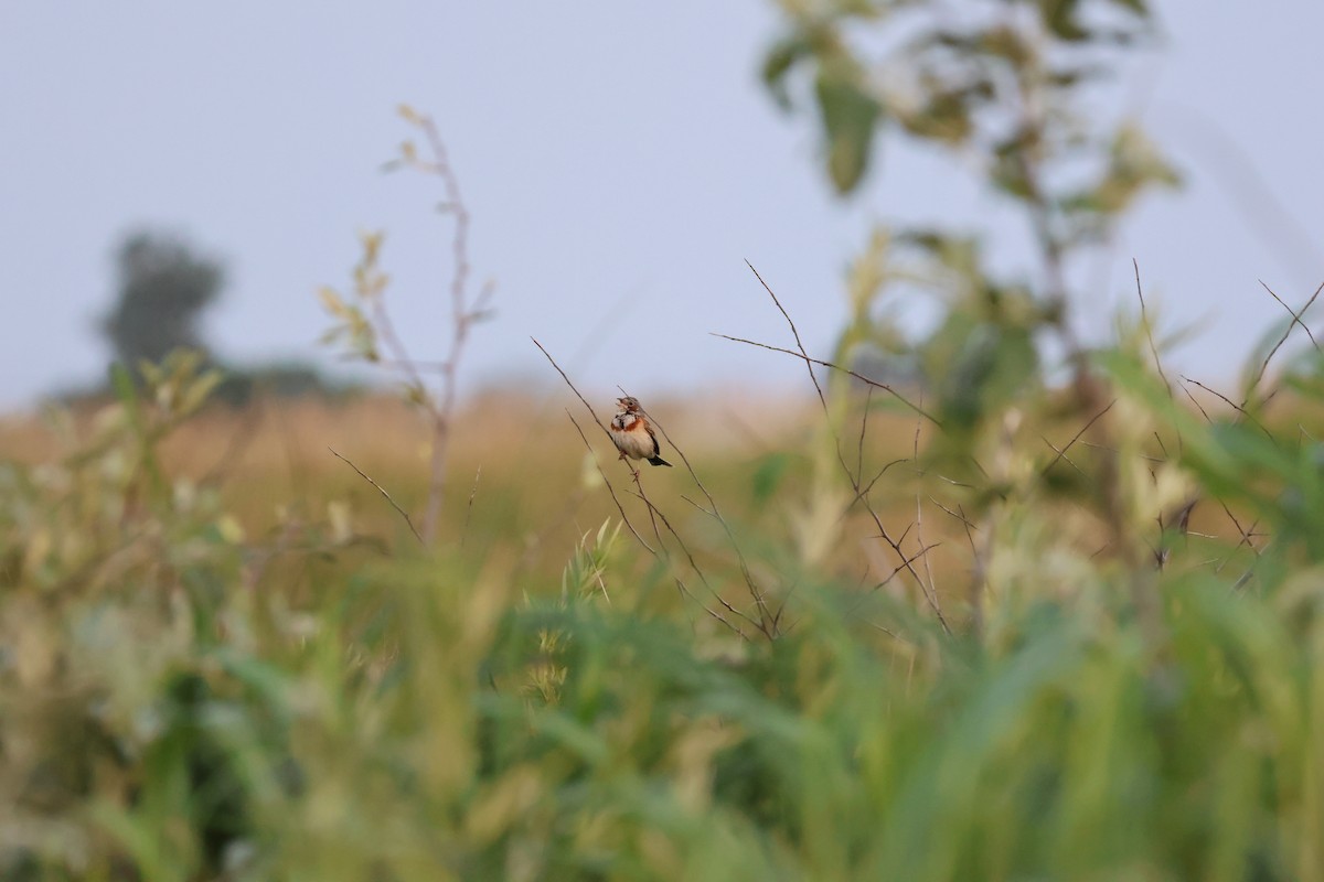 Chestnut-eared Bunting - ML638221217