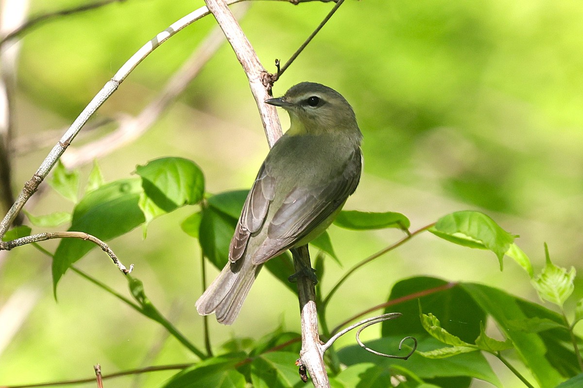 Philadelphia Vireo - ML638221238