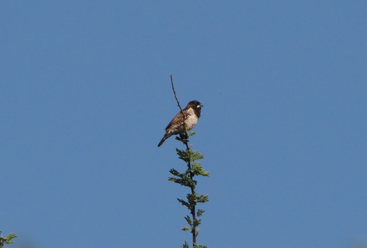 Kleinelsterchen - ML638221243