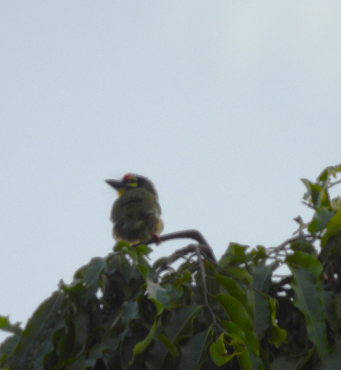 Coppersmith Barbet - ML638221245