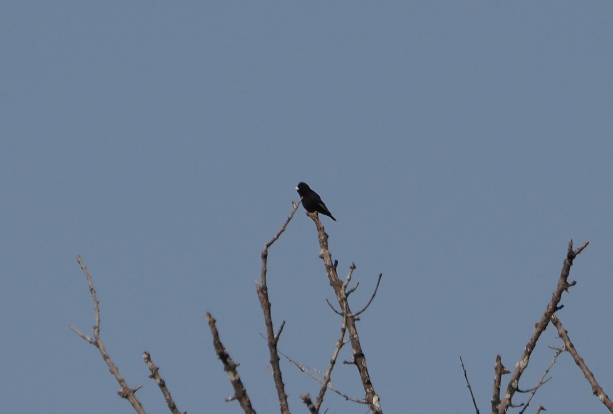 Purple Indigobird - ML638221255