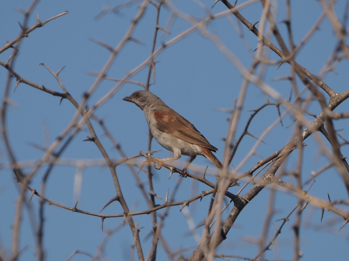 Northern Gray-headed Sparrow - ML638221267