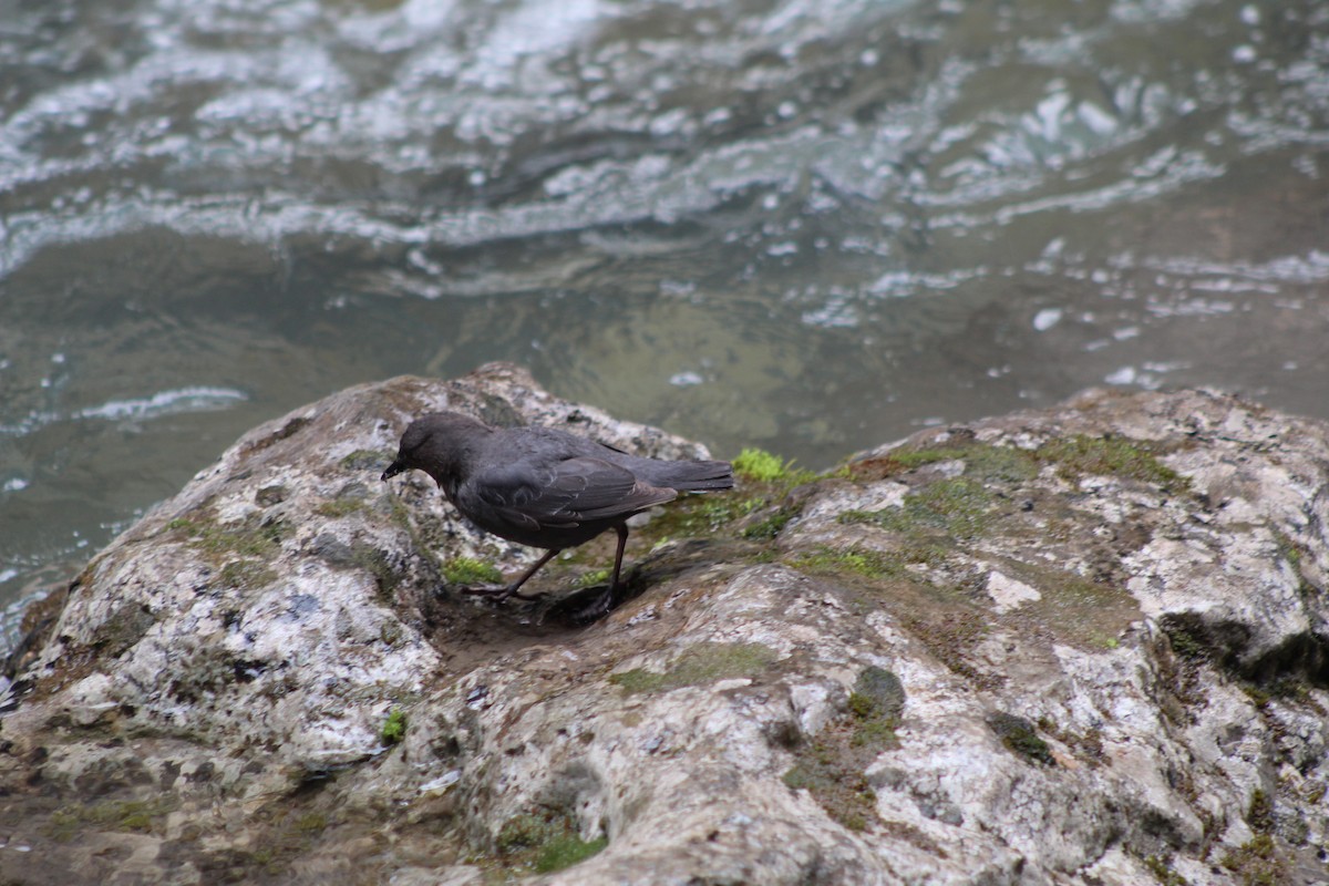 American Dipper - ML638221280
