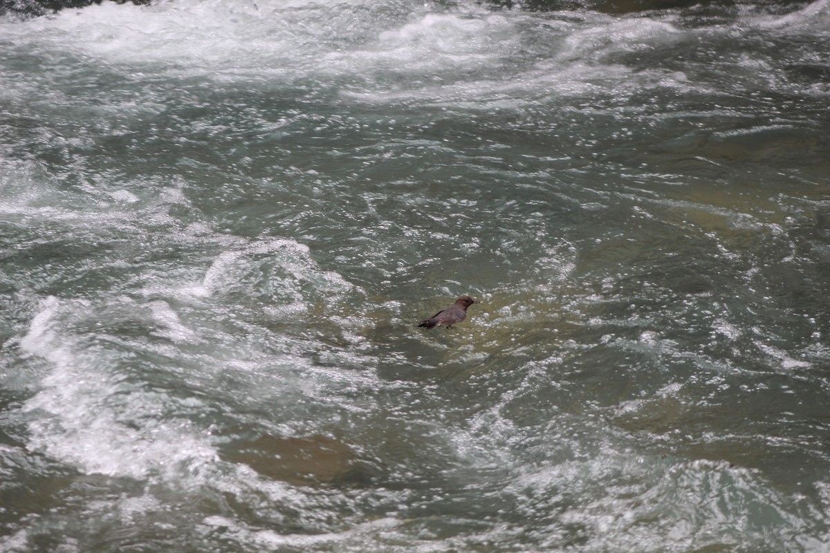 American Dipper - ML638221281