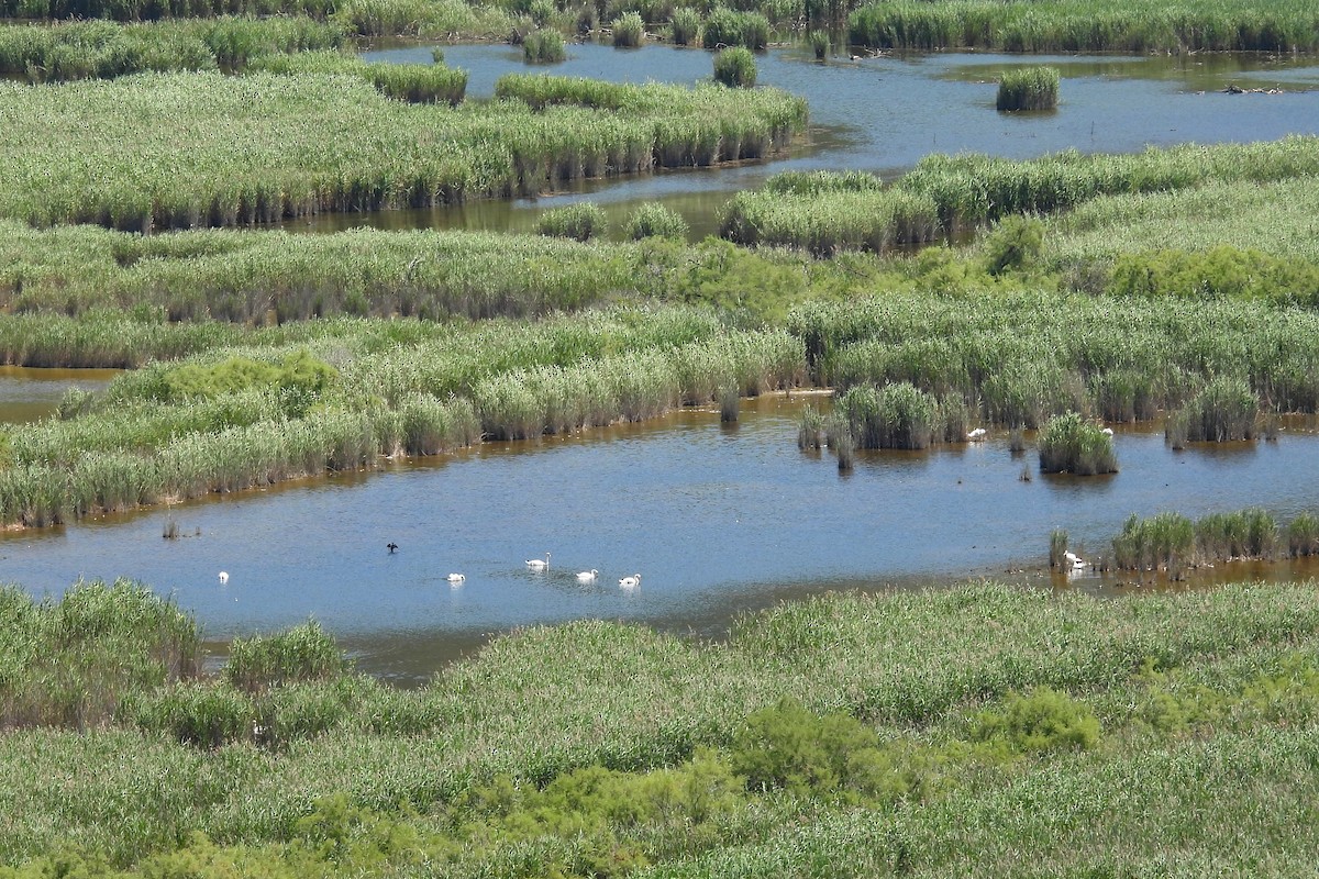 Cygne tuberculé - ML638221291