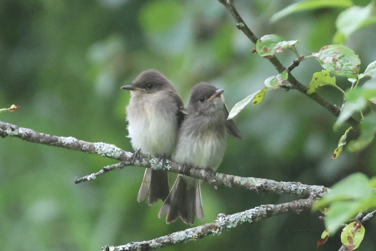 Eastern Phoebe - ML638221300