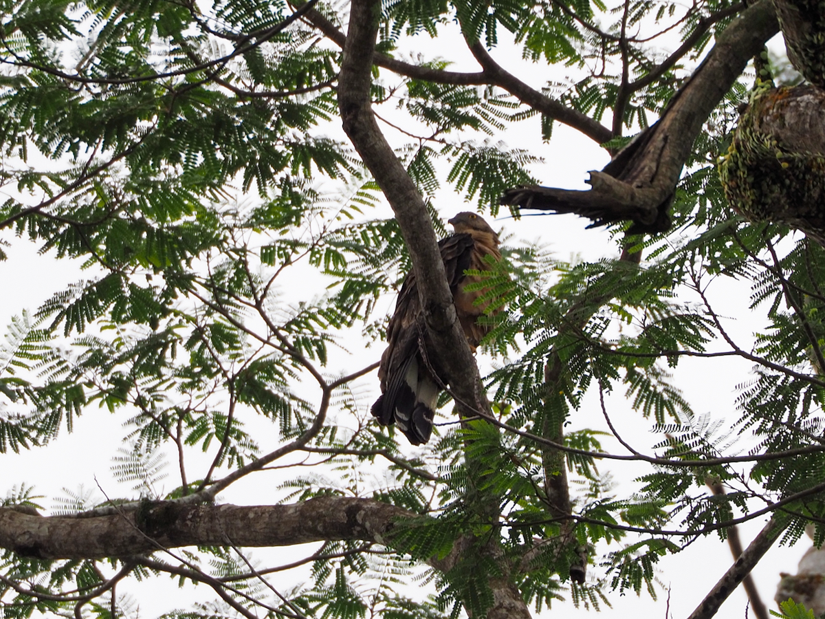 Oriental Honey-buzzard - ML638221314