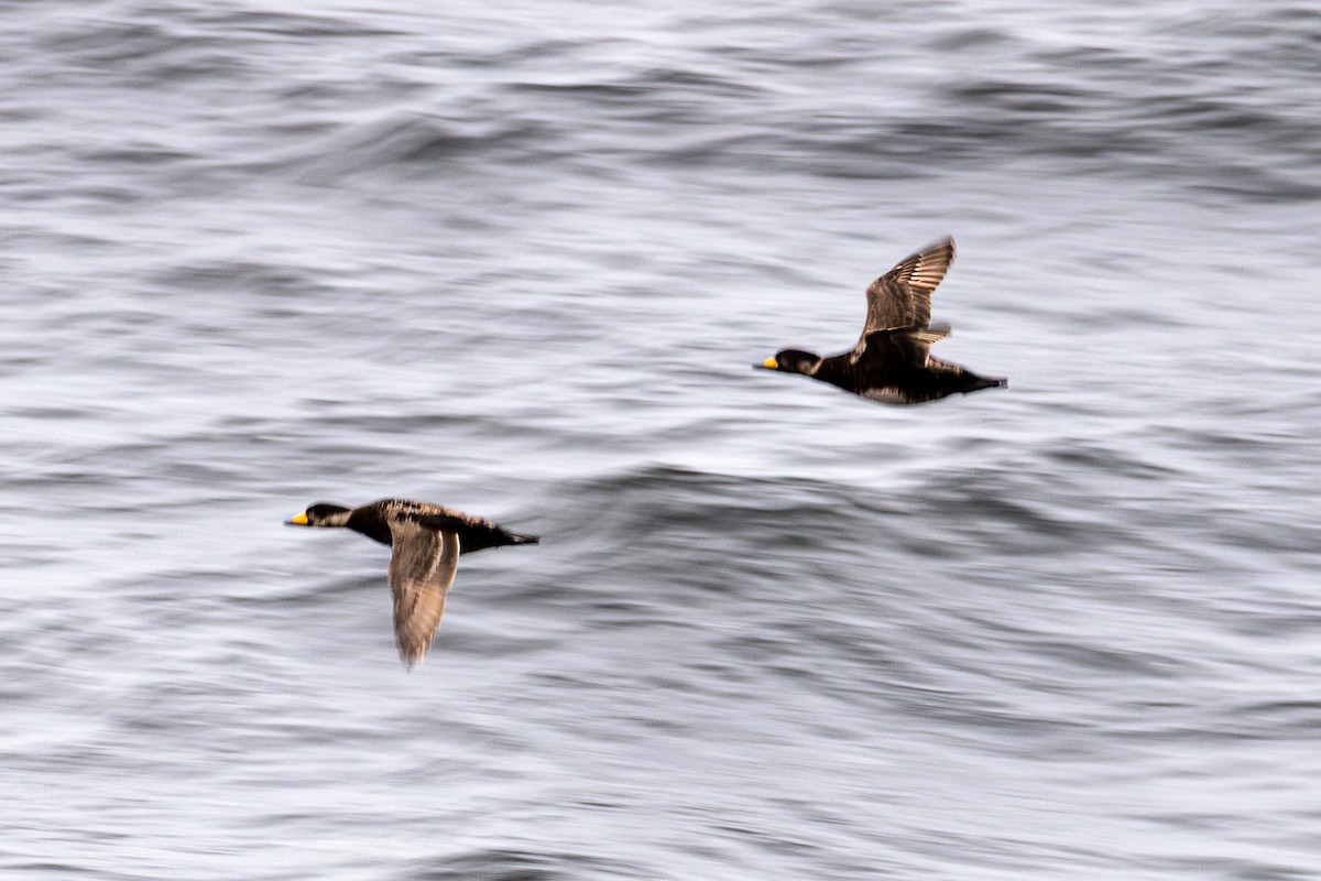 Black Scoter - ML638221318