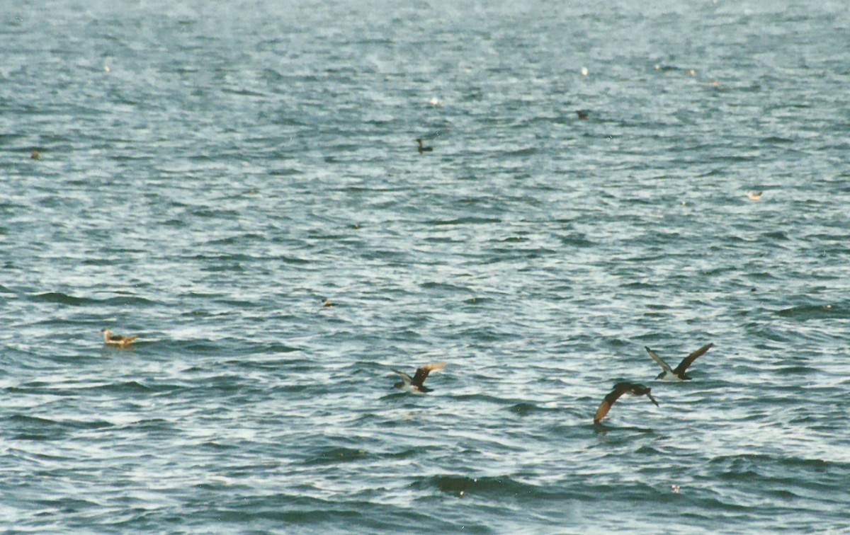 Black-vented Shearwater - ML638221320