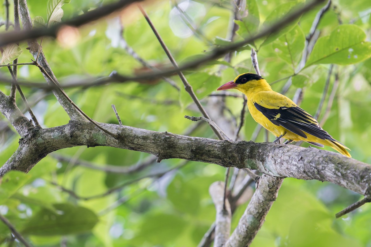 Black-naped Oriole - ML638221326