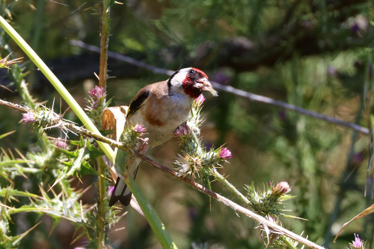 Chardonneret élégant - ML638221350