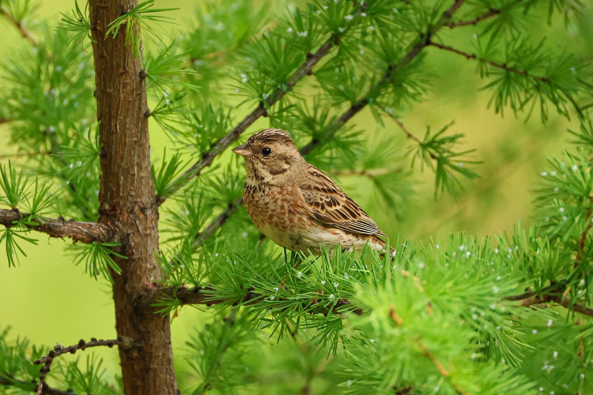 Pine Bunting - ML638221362
