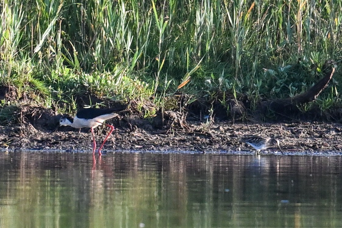 Common Snipe - ML638221422