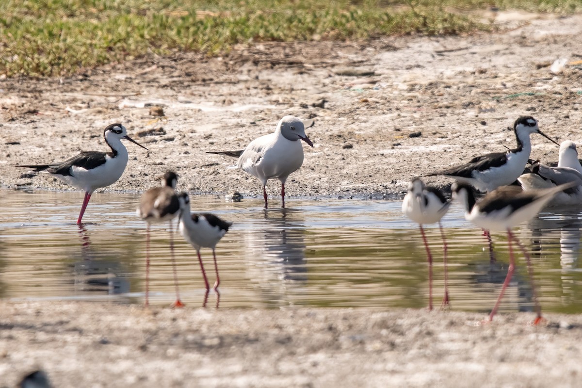 Gray-hooded Gull - ML638221425