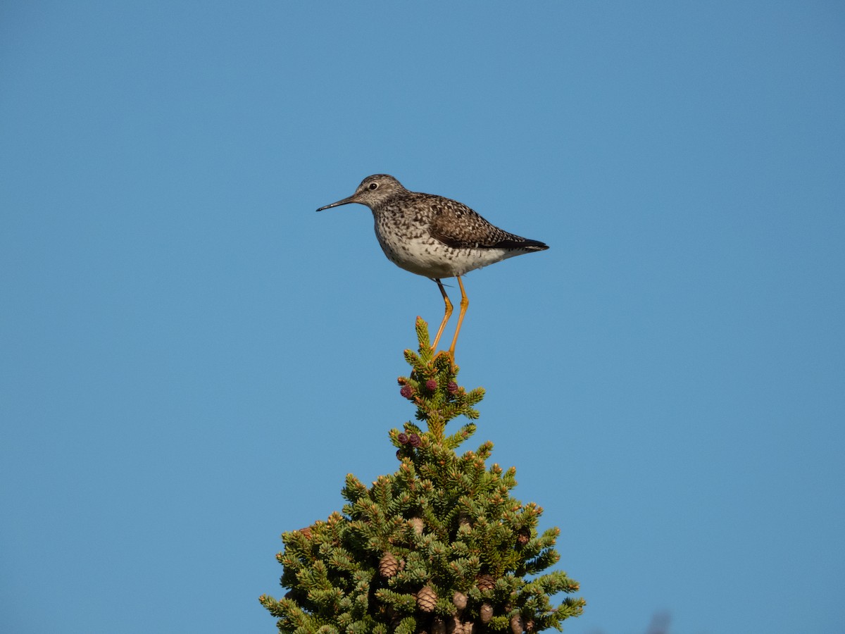 Lesser Yellowlegs - ML638221428