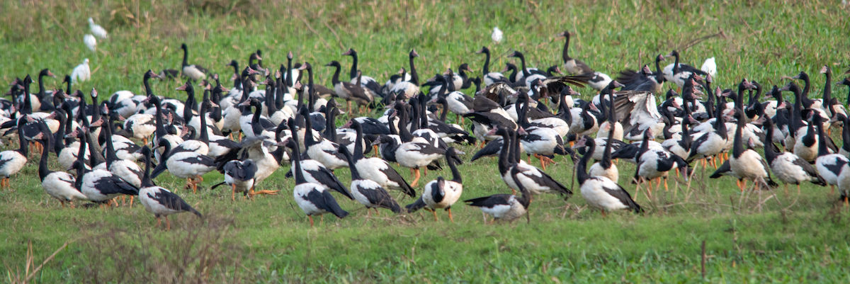 Magpie Goose - ML638221434