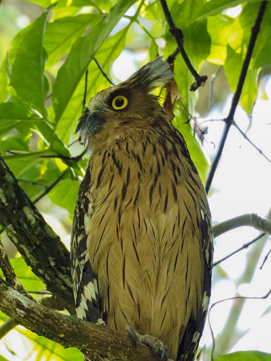 Buffy Fish-Owl - ML638221435