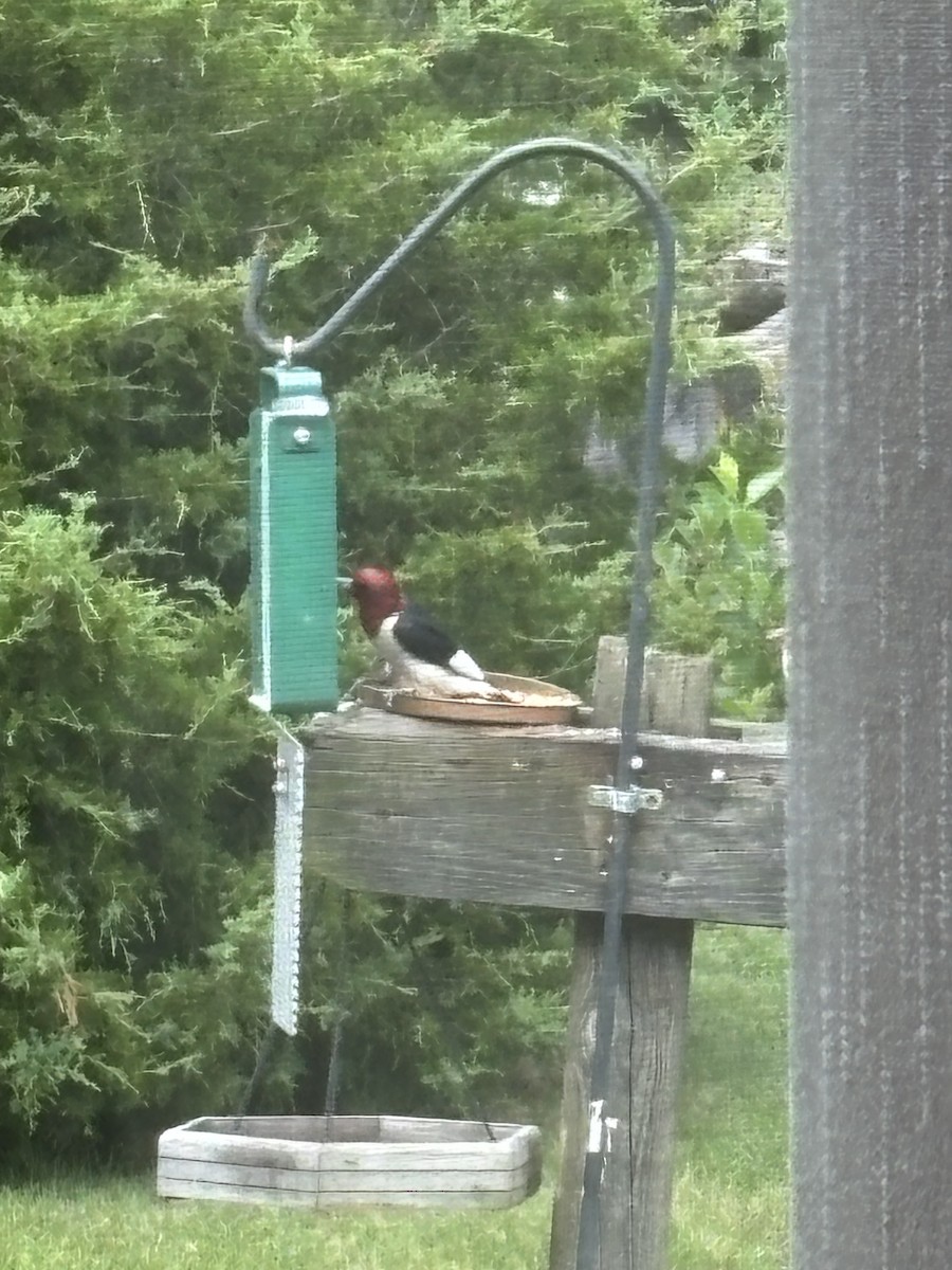 Pic à tête rouge - ML638221440