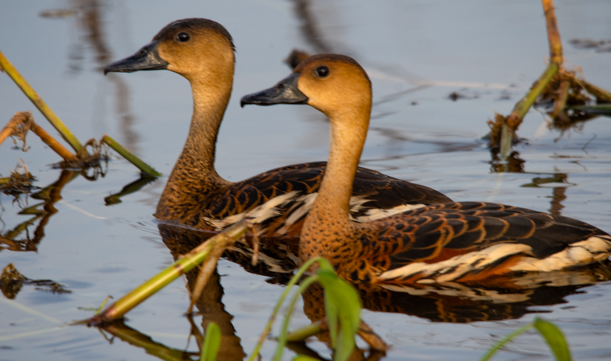 Wandering Whistling-Duck - ML638221443